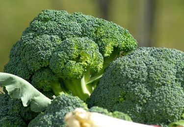 broccoli