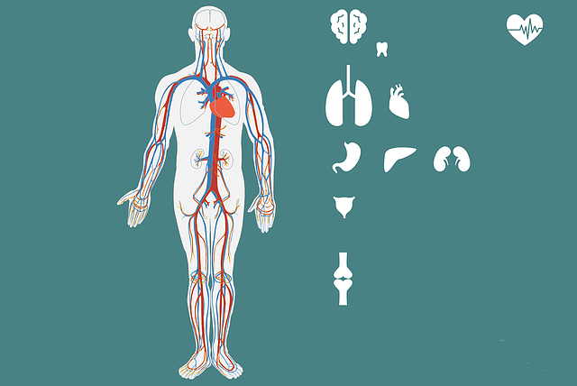 physiological benefits of exercise